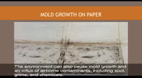 Mold Growth on Paper