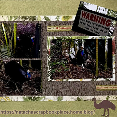 Pictures from The Australian Zoo, Australia : The Cassowaries   Open Road Collection, from Kaisercraft