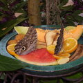 Butterfly's eating at Strong Museum of Play