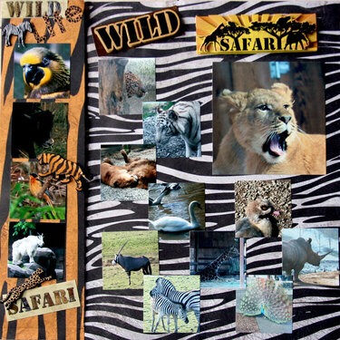 Wild Safari, AWESOME!