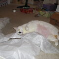 Smudge, Enjoying the tissue paper