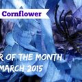 Flower of the Month - Blue Cornflower