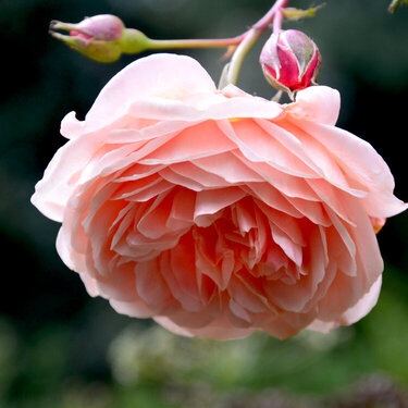 Soft cream pink rose