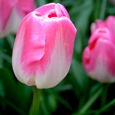 Pink tulip from Amsterdam