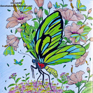 Queen Alexandra&#039;s Birdwing Butterfly - Endangered