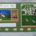 Bird Adventure - Cattle Egret