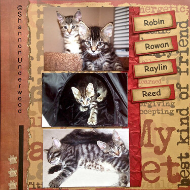 Foster Kittens - The "R" litter
