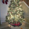 Laura & Donovan's Christmas Tree