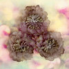 Prima - Hello Pastel Collection - Fabric Flower Embellishments - Gray