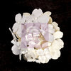 Prima - Frost Collection - Flower Embellishments - Allure