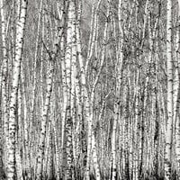 Ella and Viv Paper Company - 100 Percent Natural Collection - 12 x 12 Paper - Aspen Trees