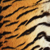 SugarTree - 12 x 12 Paper - Tiger Stripes